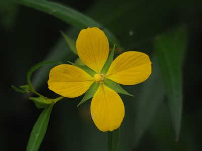 Ludwigia decurrens, photographed by 葉子