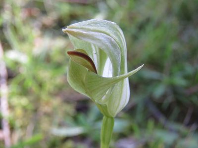 Pterostylis curta, photographed by Elspeth Swan
