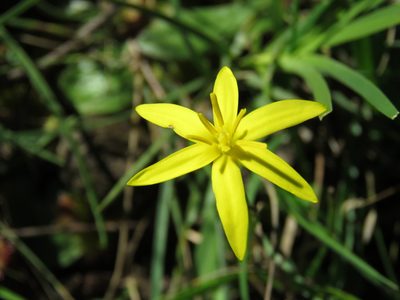 Pauridia vaginata, photographed by Elspeth Swan