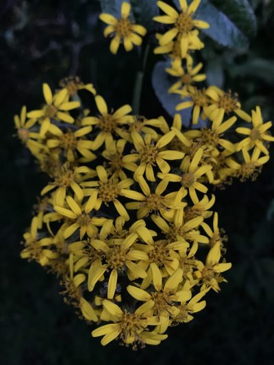 Pentacalia americana, photographed by Nicolás Baresch Uribe