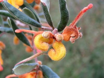 Grevillea chrysophaea, photographed by Elspeth Swan