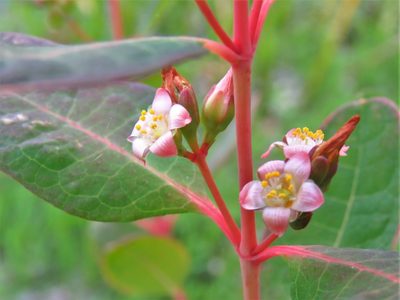 Hypericum walteri, photographed by Annika Lindqvist