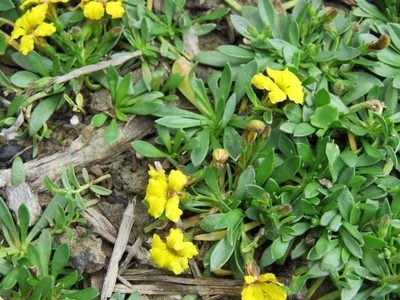 Goodenia humilis, photographed by Elspeth Swan