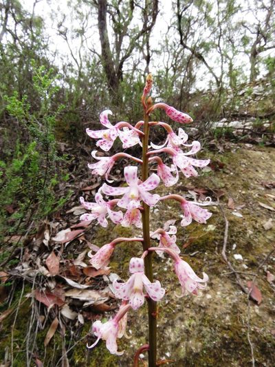 Dipodium pardalinum, photographed by Elspeth Swan