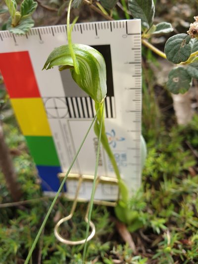 Pterostylis foliata, photographed by Rosalie Lawrence