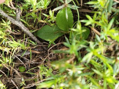 Pterostylis foliata, photographed by Rosalie Lawrence