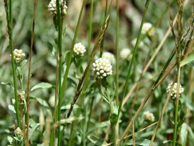 Calocephalus lacteus, photographed by Elspeth Swan