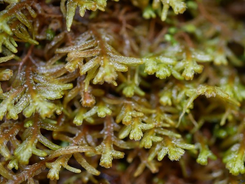 Lepicolea attenuata, photographed by Leon Perrie