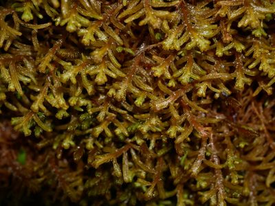 Lepicolea attenuata, photographed by Leon Perrie