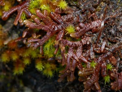 Goebeliella cornigera, photographed by Leon Perrie