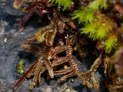 Goebeliella cornigera, photographed by Leon Perrie