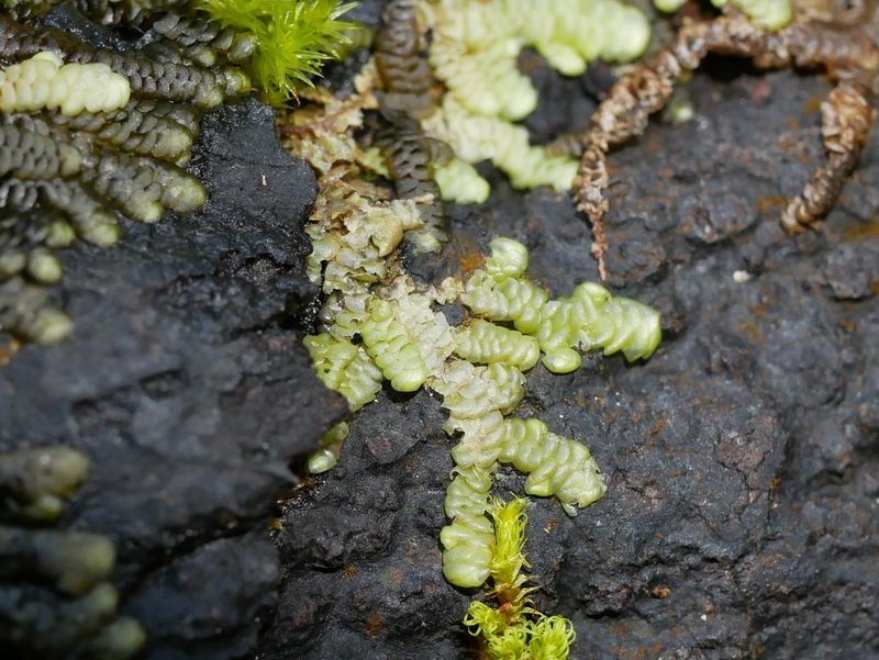 Radula grandis, photographed by Leon Perrie