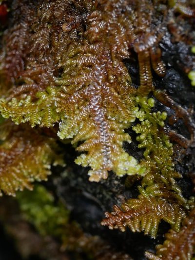 Lepidolaena taylorii, photographed by Leon Perrie