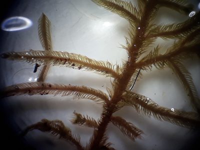Lepicolea attenuata, photographed by Leon Perrie