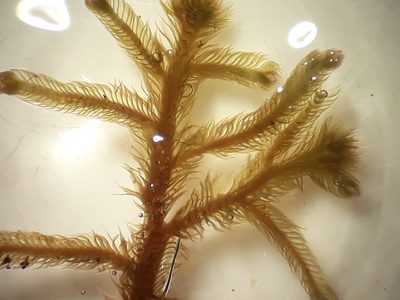 Lepicolea attenuata, photographed by Leon Perrie
