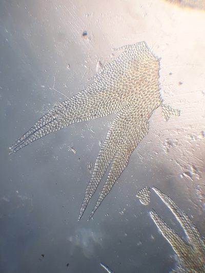 Lepicolea attenuata, photographed by Leon Perrie