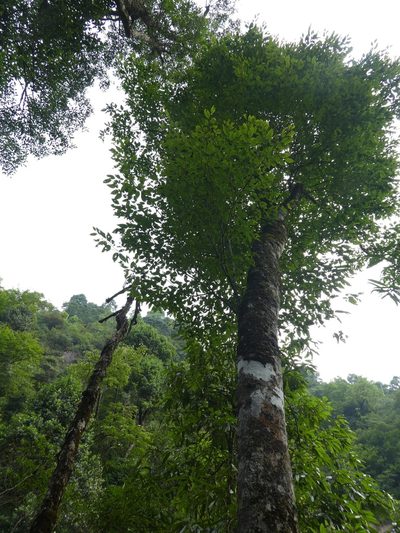 Fagus longipetiolata, photographed by Aaron Liston
