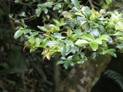 Ilex lohfauensis, photographed by Aaron Liston