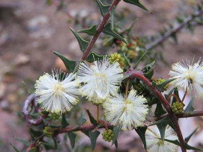 Acacia gunnii, photographed by Elspeth Swan