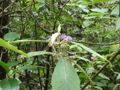 Callicarpa kochiana, photographed by Aaron Liston