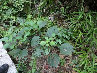 Boehmeria japonica, photographed by Aaron Liston