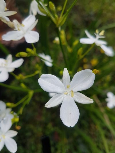 Libertia paniculata, photographed by Vale Jenny Conolly