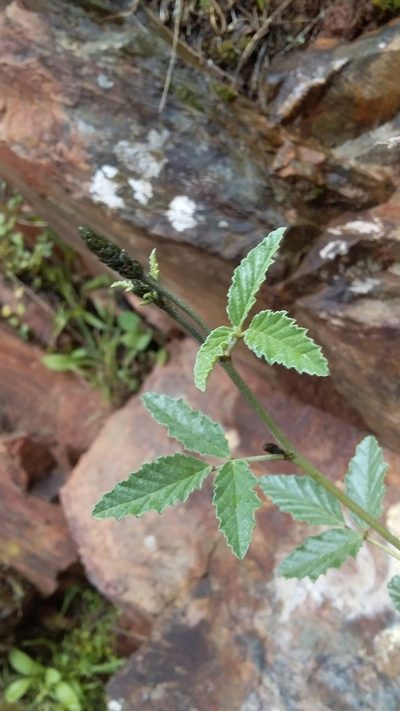 Cullen australasicum, photographed by insiderelic
