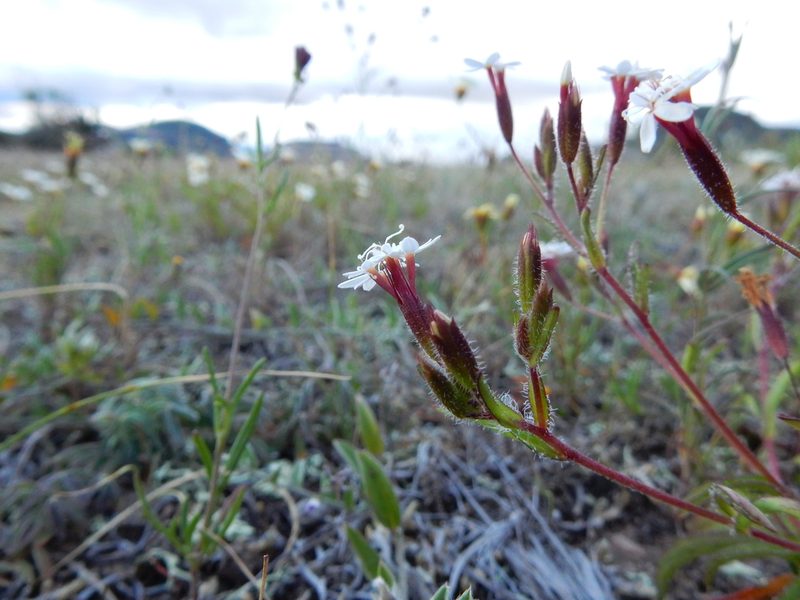 Stevia ephemera, photographed by Carlos Martorell