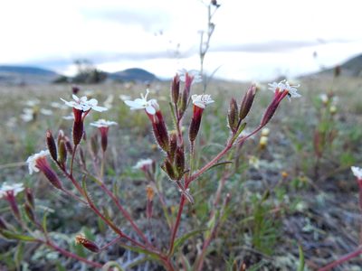 Stevia ephemera, photographed by Carlos Martorell