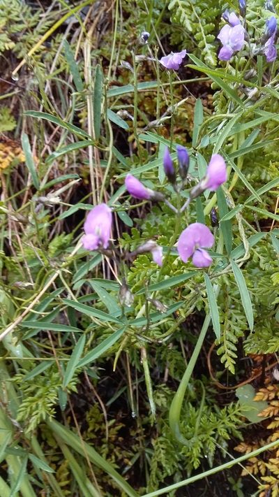 Glycine rubiginosa, photographed by insiderelic