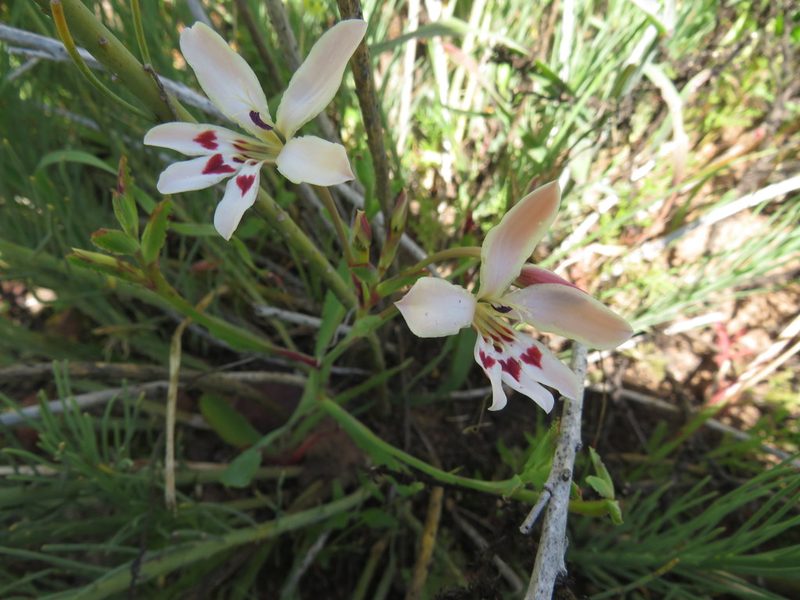 Lapeirousia fabricii, photographed by James Deacon