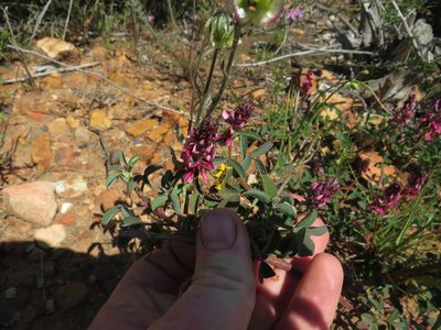 Indigofera amoena, photographed by James Deacon