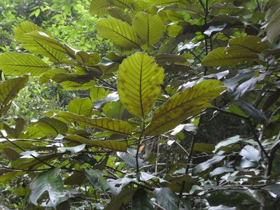 Castanopsis indica, photographed by Aaron Liston