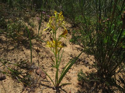 Wachendorfia multiflora, photographed by James Deacon