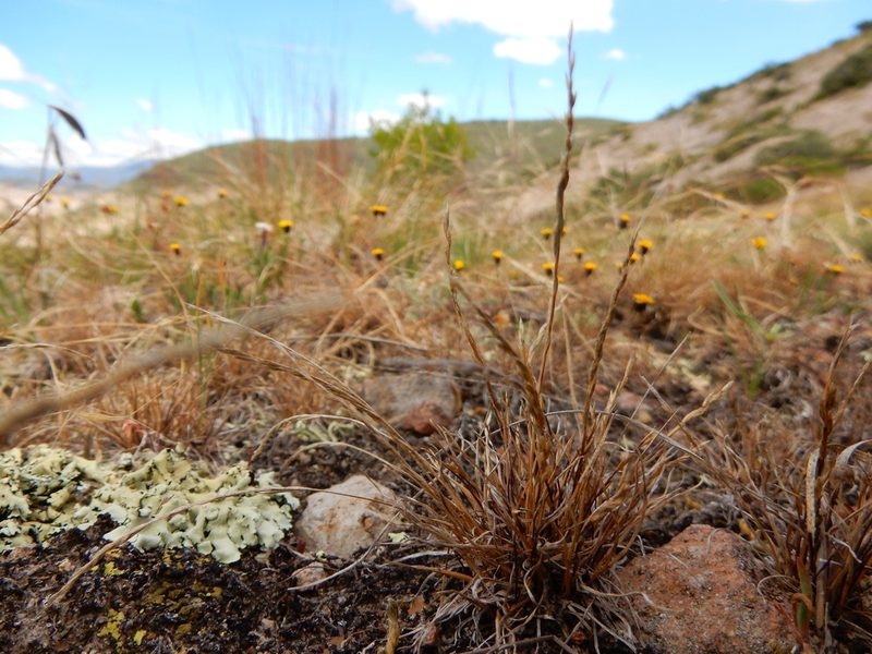 Tripogonella spicata, photographed by Carlos Martorell