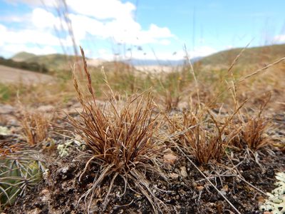 Tripogonella spicata, photographed by Carlos Martorell