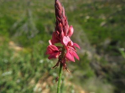 Indigofera venusta, photographed by James Deacon