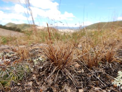 Tripogonella spicata, photographed by Carlos Martorell