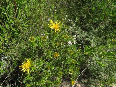 Cullumia bisulca, photographed by James Deacon