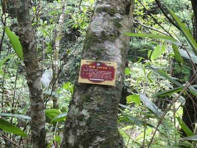 Liquidambar chinensis, photographed by Aaron Liston