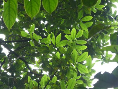 Liquidambar chinensis, photographed by Aaron Liston