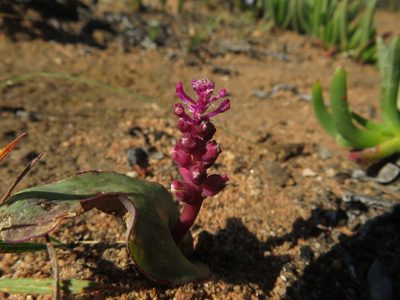Lachenalia membranacea, photographed by James Deacon