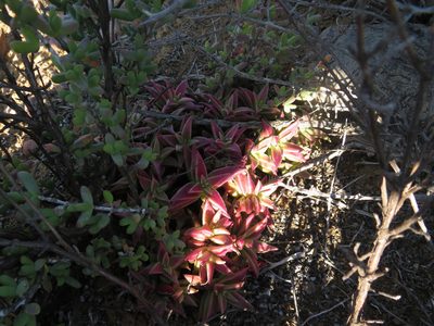 Crassula capitella, photographed by James Deacon