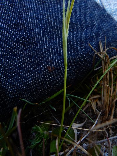 Tigridia bicolor, photographed by Carlos Martorell