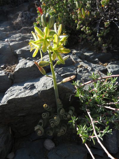 Coilonox concordianum, photographed by James Deacon