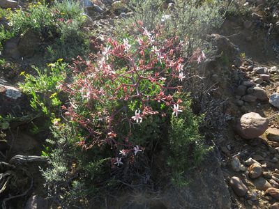 Pelargonium crithmifolium, photographed by James Deacon