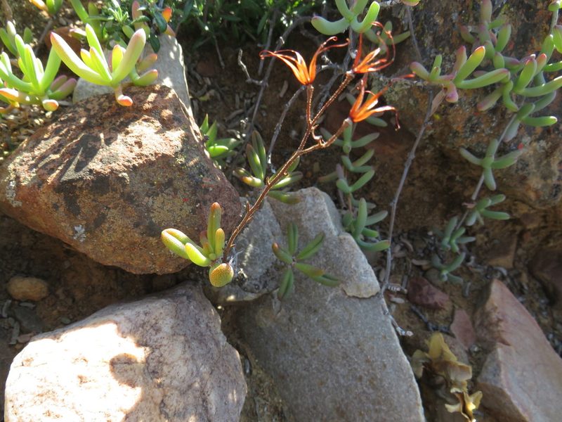 Tylecodon striatus, photographed by James Deacon
