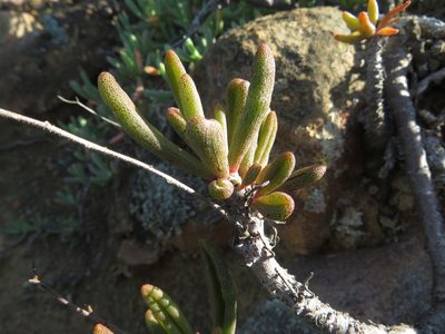 Tylecodon striatus, photographed by James Deacon