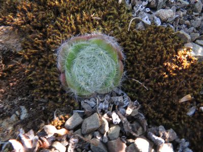 Crassula barbata, photographed by James Deacon
