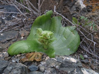 Whiteheadia bifolia, photographed by James Deacon
